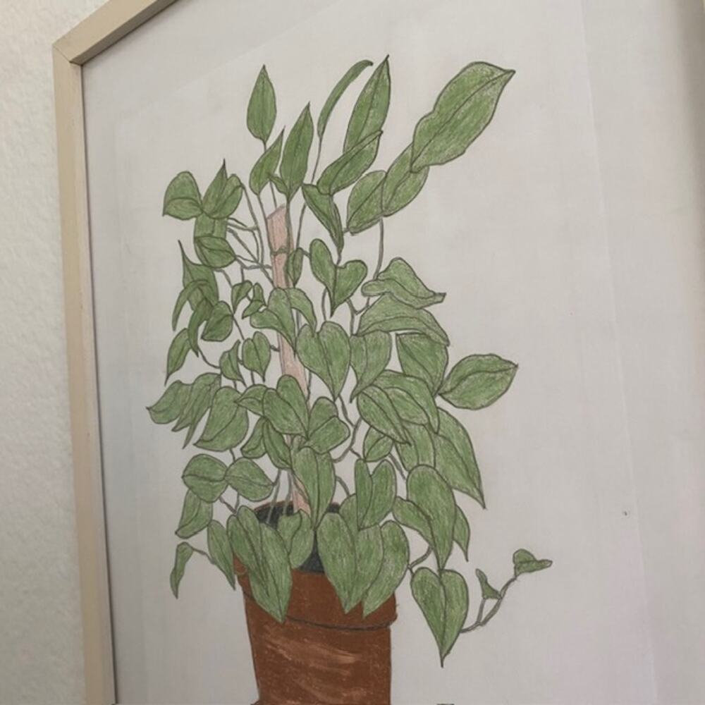 Original Art Philodendron "Little Mama" April‎ 2016 Pencil Drawing Framed - Picture 6 of 10